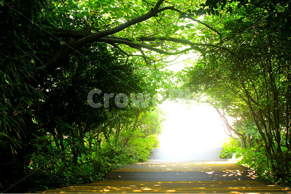 자연,식물,여름,숲,풍경,green,tree,나무,빛,그림자,자연,풍경,nature,landscape,휴식,힐링,rest,relaxation,healing,sunlight,햇빛,light,flare,플레어,asphalt,아스팔트