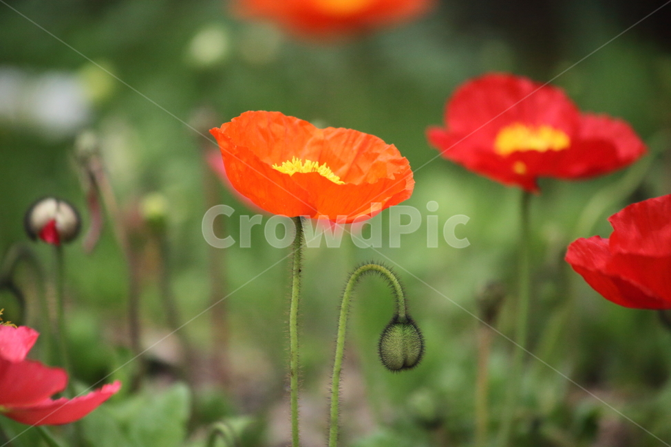 양귀비,꽃,꽃양귀비,조경용,poppy