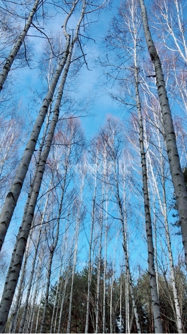 자작나무,숲,나무,하늘,plant,tree,식물,식물,자연,plants,nature,나무,trees,wood