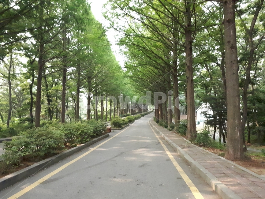 숲,나무,산길,숲길,산