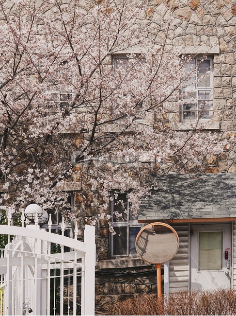 벚꽃,봄,봄꽃,감성사진,cherryblossom,plant,식물