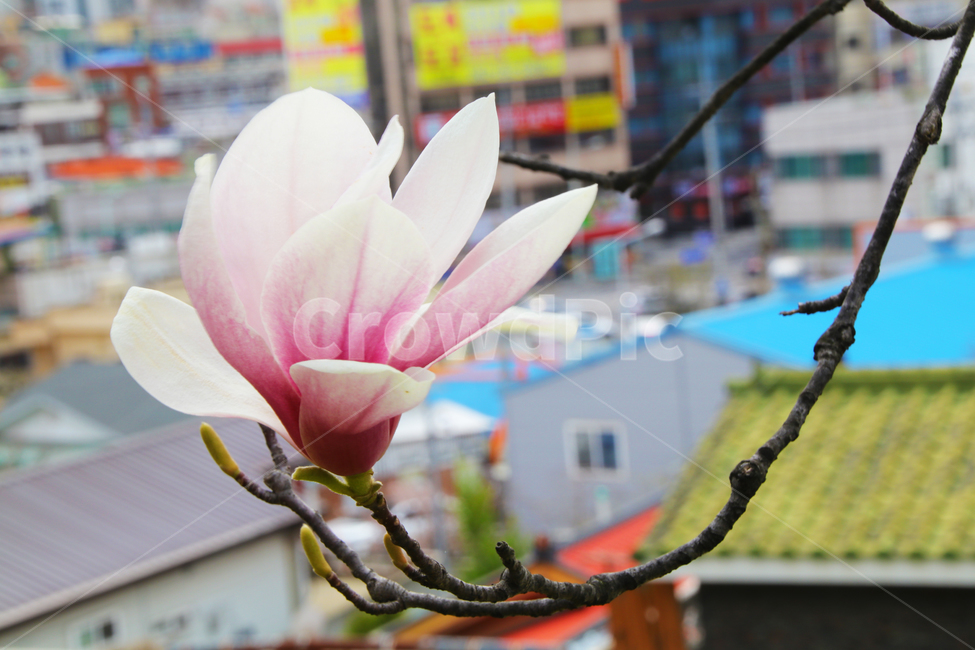 목련,꽃,꽃나무,나무,접사,아웃포커싱,봄,식물,자연,plants,nature,꽃,flower