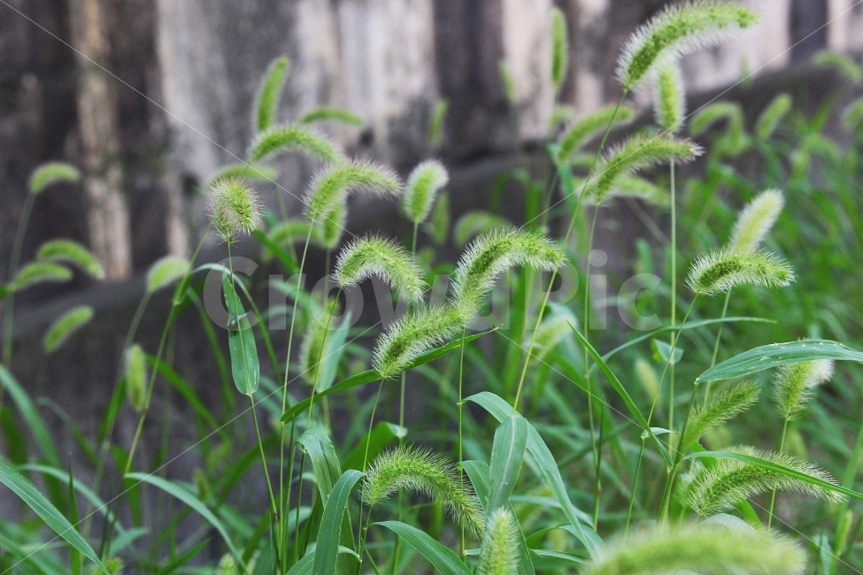 잔디,풀,잡초,초록,초록색,자연,야외,공원,정원,강아지풀,식물,자연,plants,nature