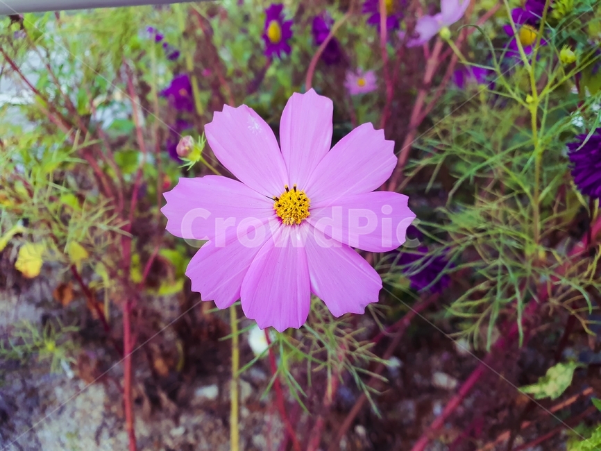 flower,식물,꽃,코스모스,코스모스꽃,가을,식물,자연,plants,nature,꽃,flower