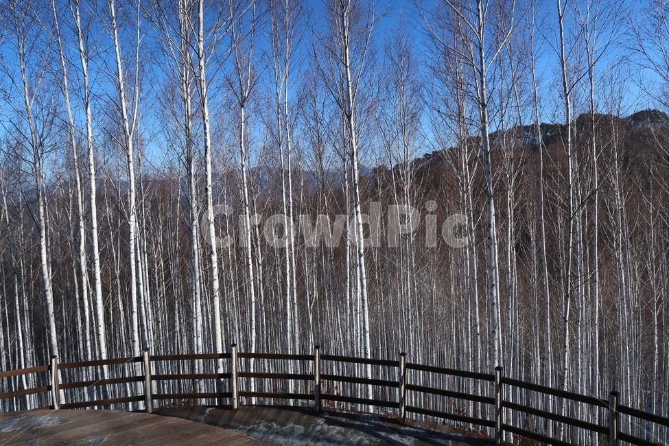자작나무,자작나무숲,숲,나무,겨울나무,겨울숲,겨울자작나무,겨울,계절,winter,season