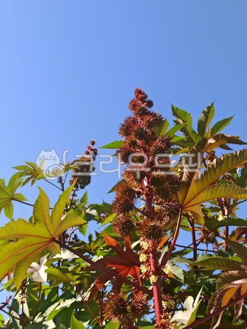 아주까리,아주까리재배,아주까리농사,쌍떡잎식물,아주까리씨앗,아주까리나물