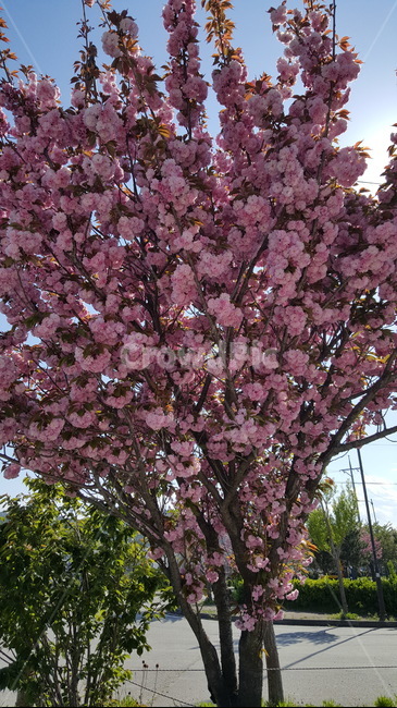 가로수,꽃,만개,꽃나무,도로,분홍,식물,자연,plants,nature,꽃,flower,나무,trees,wood