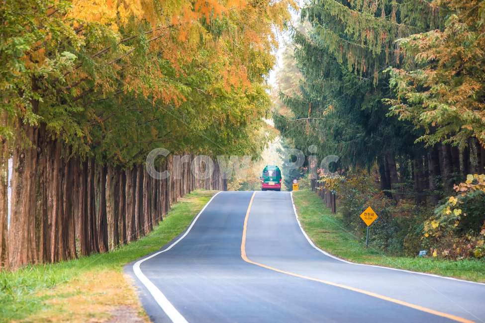 메타세콰이어길,단풍길,road,도로,나무,나무길,모래재길,모래재,가을,계절,fall,autumn,season,자연,풍경,nature,landscape,한국자연풍경,한국자연경관,korea nature landscape,asphalt,아스팔트,freeway,고속 도로,highway,고속도로