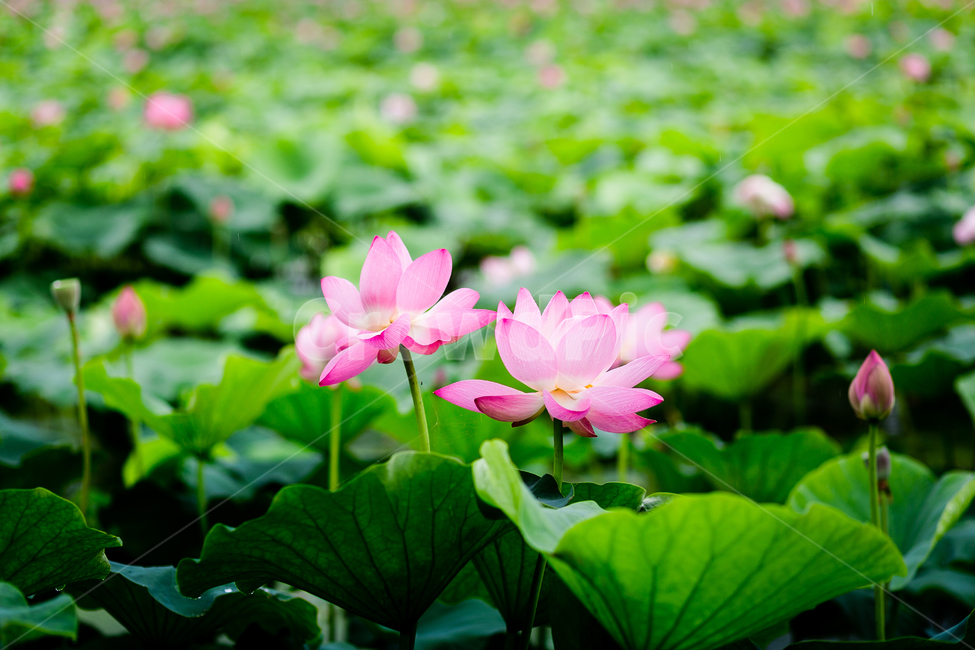 하늘,구름,교감,연잎,연못,연꽃,호수,덕진공원,flower,korea,lake,식물,자연,plants,nature,꽃,flower
