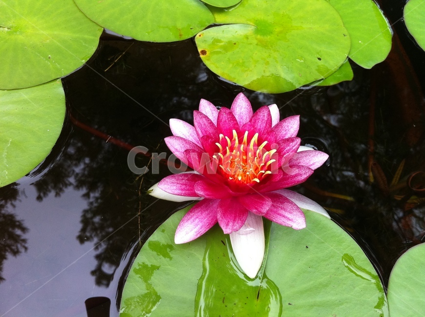 수련,연꽃,lotus,waterlily,핑크연꽃