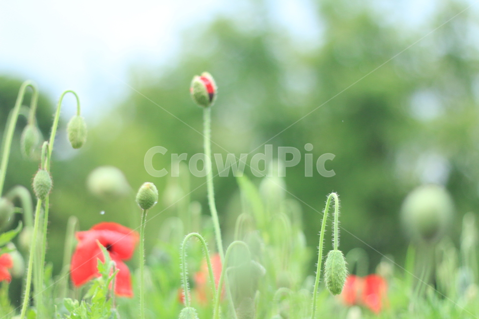 여름,시작,양귀비,위안,꽃,식물,자연,plants,nature,꽃,flower