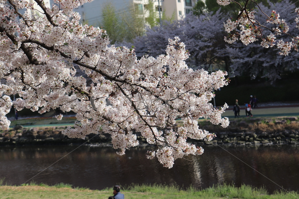 4월,봄,벚꽃,맑음,flower,꽃내음,봄,계절,spring,season,식물,자연,plants,nature,꽃,flower,plant,blossom,cherry blossom