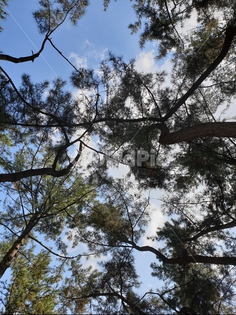 소나무,자연,하늘,구름,푸른하늘,숲속,자연,풍경,nature,landscape,tree,나무,plant,식물,tree trunk,나무 줄기