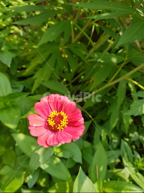 plant,식물,flower,꽃,blossom,들꽃