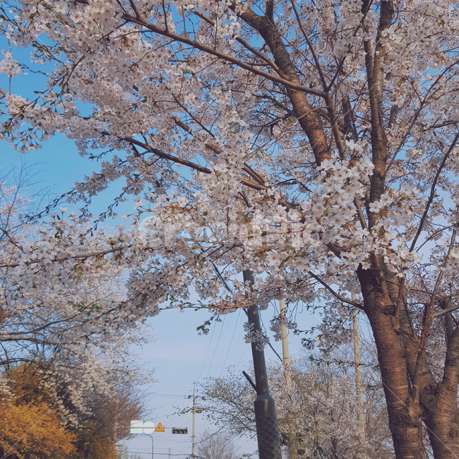 봄,벚꽃,수원,화성,화성행궁,경기도청,꽃,cherryblossom