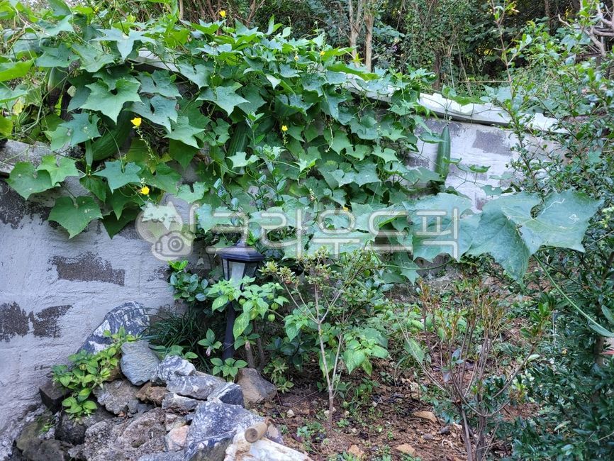 시골집담장,수세미넝쿨,수세미꽃,수세미,열매