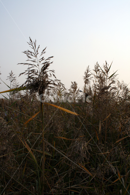 식물,plant,가을,하늘,갈대