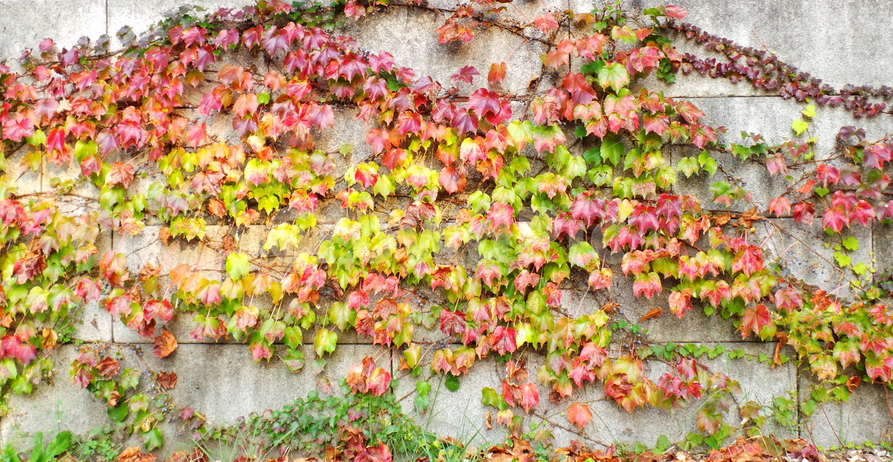 담쟁이,담쟁이넝쿨,넝쿨,식물,잎,나뭇잎,자연배경,가을,계절,fall,autumn,season,plant