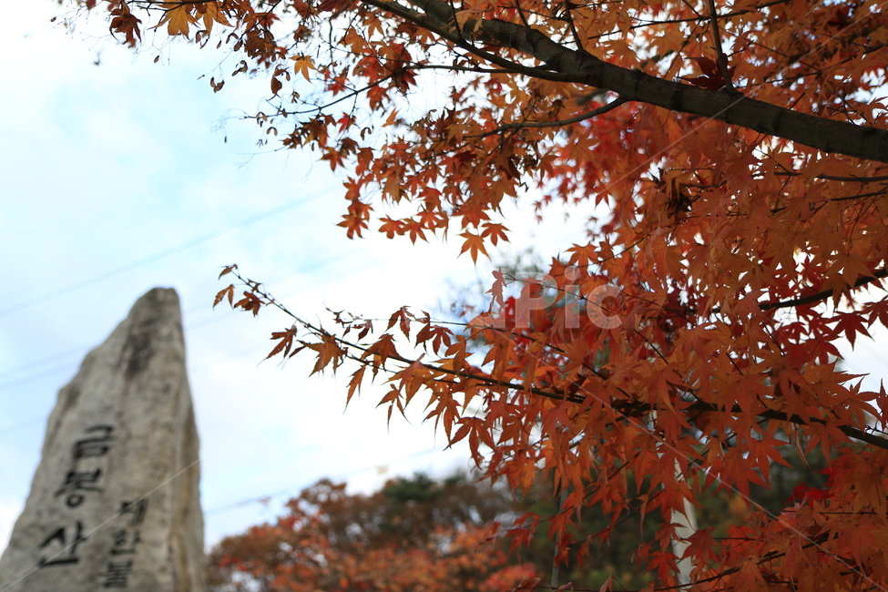 나무,식물,농촌,옥외,지방,가을,단풍,잎,감성,tree,plant,ruralarea,outdoor,area,autumn,maple,leaf,sensibility,sky,하늘,구름,cloud,자연,nature