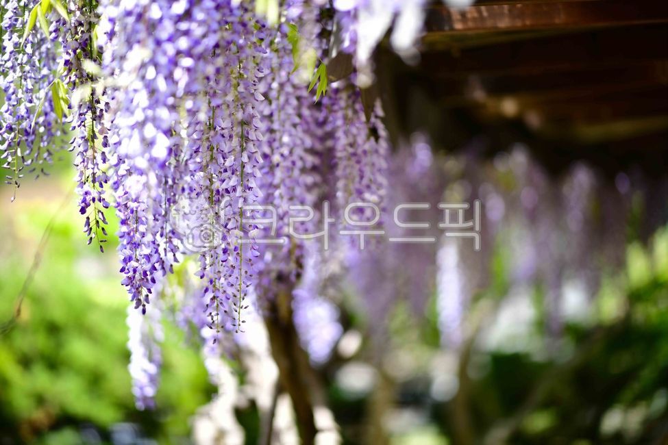 purple,rattan,wisteria flower,flower
