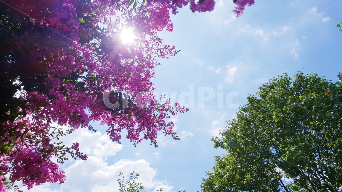 배롱나무,백일홍,꽃,식물,여름,자연,plants,nature,green,분홍,나무,자연,풍경,nature,landscape,plant,blossom,flower