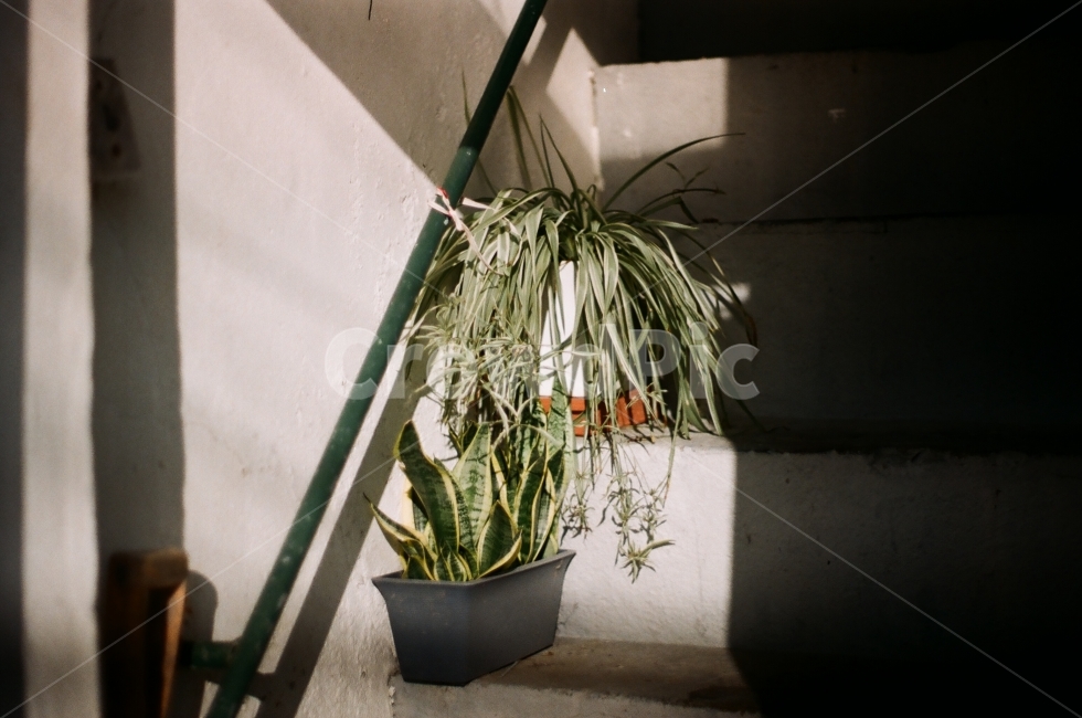 snap,flower,plant,filmcamera,shadow,식물,자연,plants,nature,감성,sensible,feeling