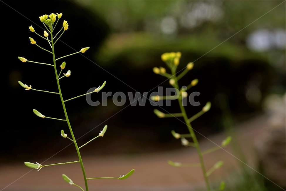 꽃다지,봄,노랑,whitlowgrass,자연,식물,식물,자연,plants,nature,꽃,flower
