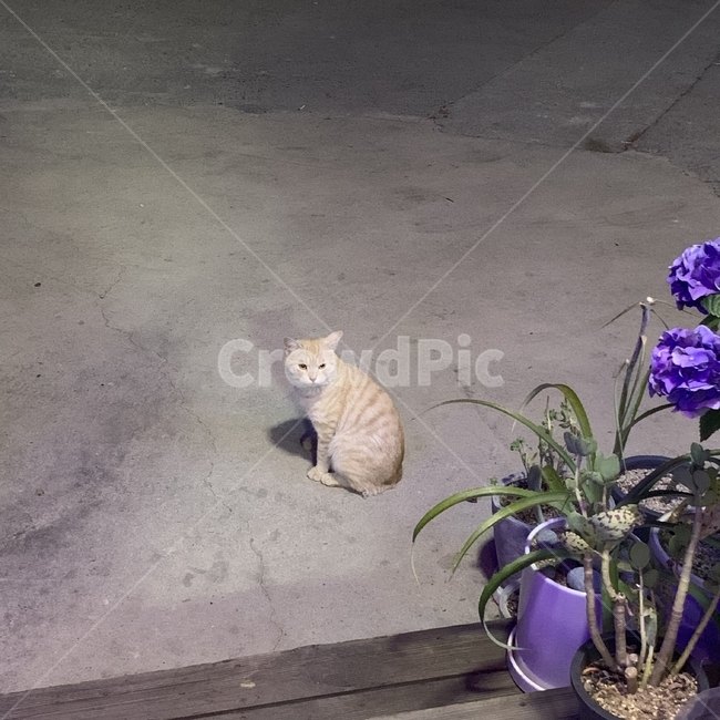 stray cat,pot,cat,plant,animal