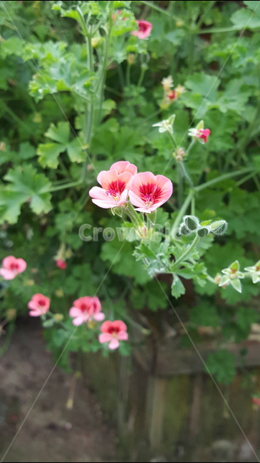 식물,꽃,제라니움,자연,화사함,식물,자연,plants,nature,꽃,flower