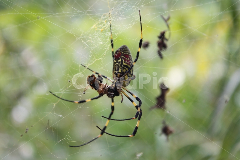 거미,자연,곤충,사냥,무당거미,동물,animal,곤충,벌레,insect,bug