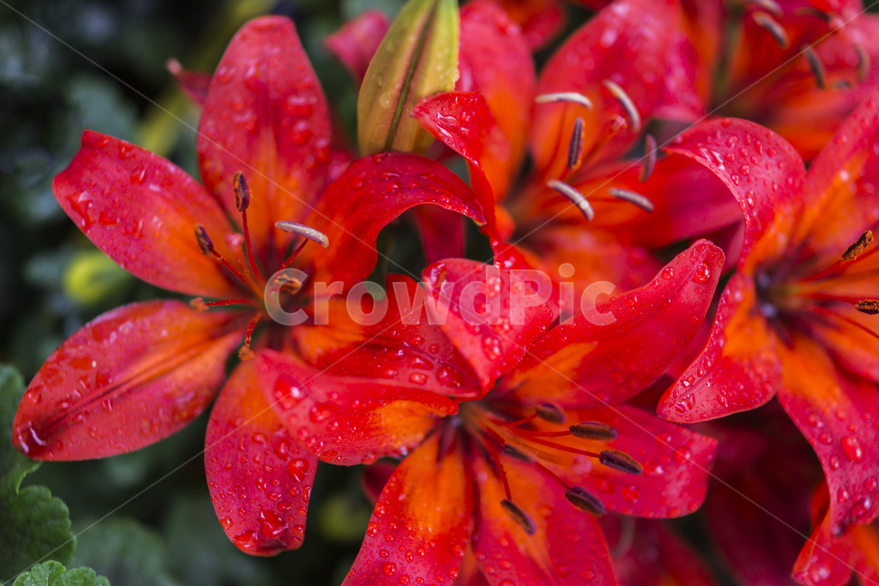 꽃,봄,자연,식물,Flower,식물,자연,plants,nature,꽃,flower