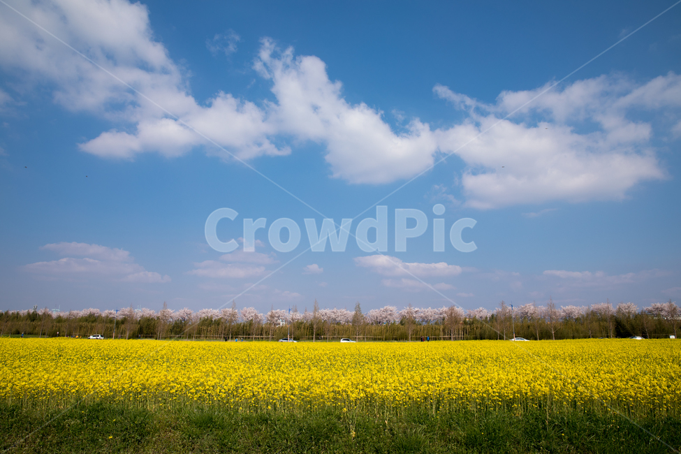하늘,구름,배경,유채풍경,유채꽃,야외,실외,봄,계절,spring,season,자연,풍경,nature,landscape,grassland,목초지,field,들,outdoors,옥외