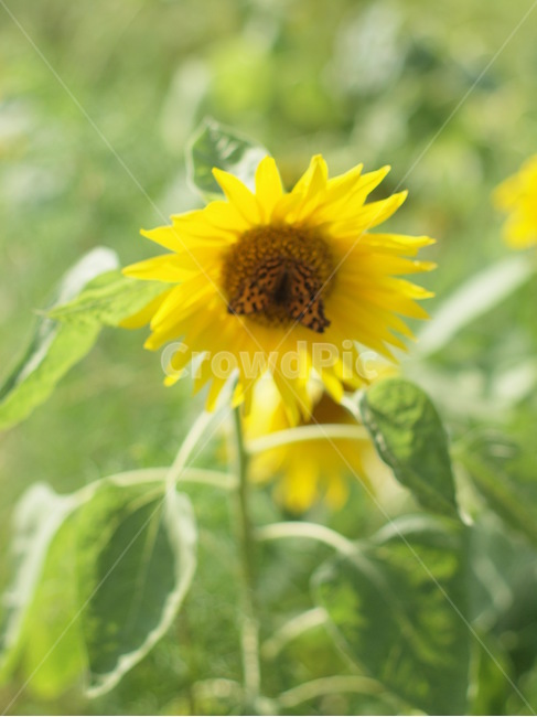 해바라기,나비,여름,꽃,blossom,flower,식물,plant,식물,자연,plants,nature,꽃,flower