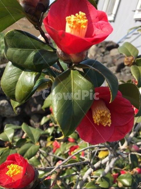 동백꽃,제주도,plant,식물,꽃,식물,자연,plants,nature,꽃,flower