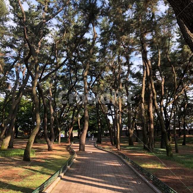 소나무길,소나무,숲길,숲,경주,대릉원