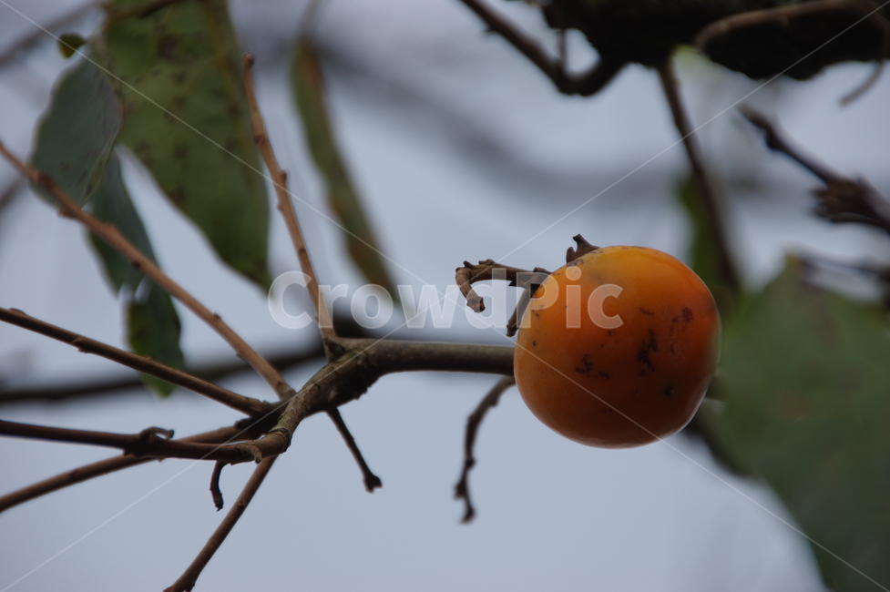 감,가을,까치밥,흐린날,가을날,가을,계절,fall,autumn,season,과일,열매,fruit,plant,식물,food,음식,persimmon