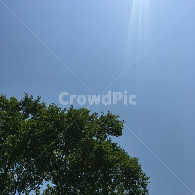 하늘,나무,일상,풍경,sky,자연,풍경,nature,landscape,light,빛,flare,플레어,sunlight,햇빛