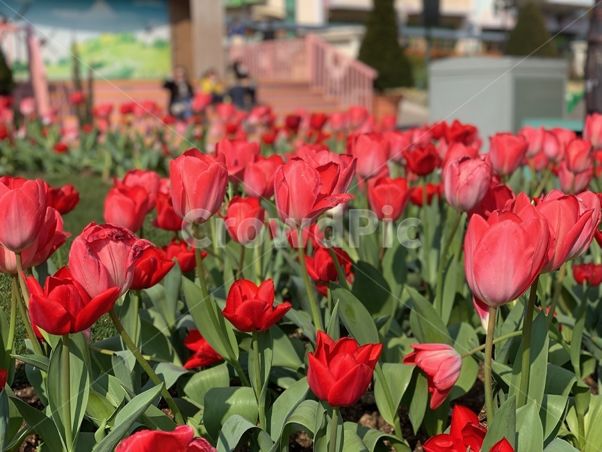 튤립,tulip,꽃,봄,나들이,꽃구경,소풍,spring,picnic,flower,blossom,plant,식물,잎,leaf,outdoors,옥외,가든,가드닝,garden,gardening,정원