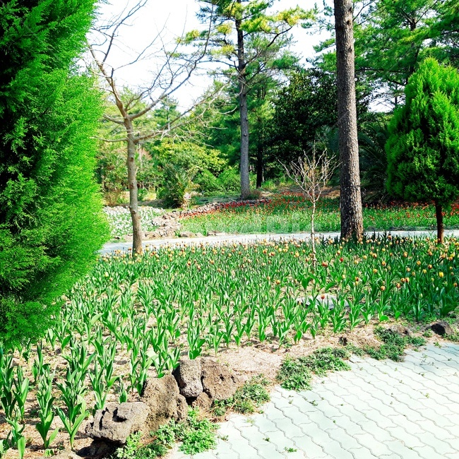 자연,제주도,자연물,힐링,나무