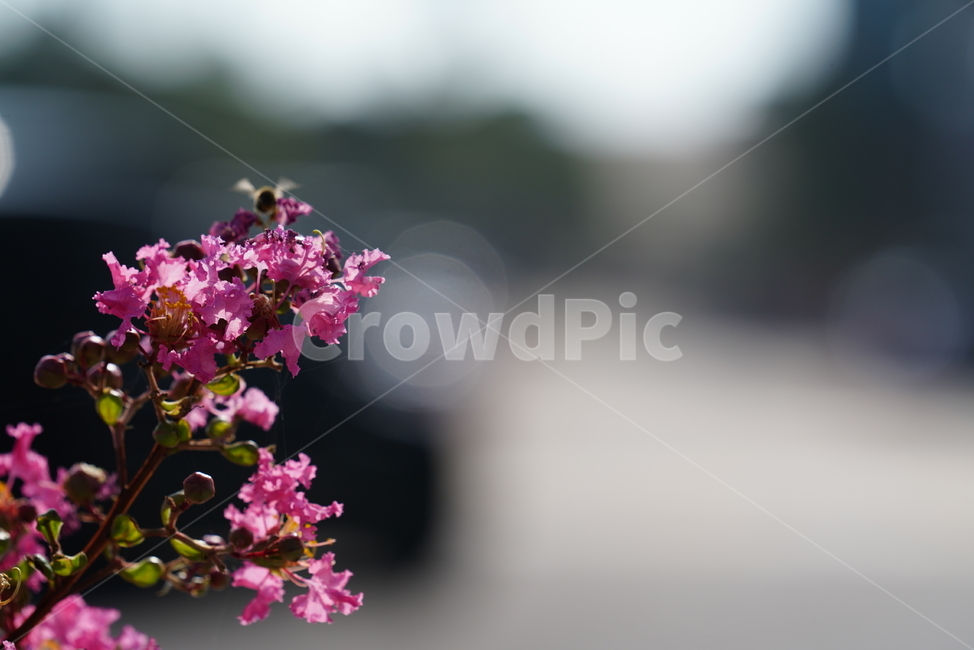 꽃,플라워,생물,생명,핑크,분홍,색감,컬러,식물,flower,plant,식물,자연,plants,nature,꽃,flower