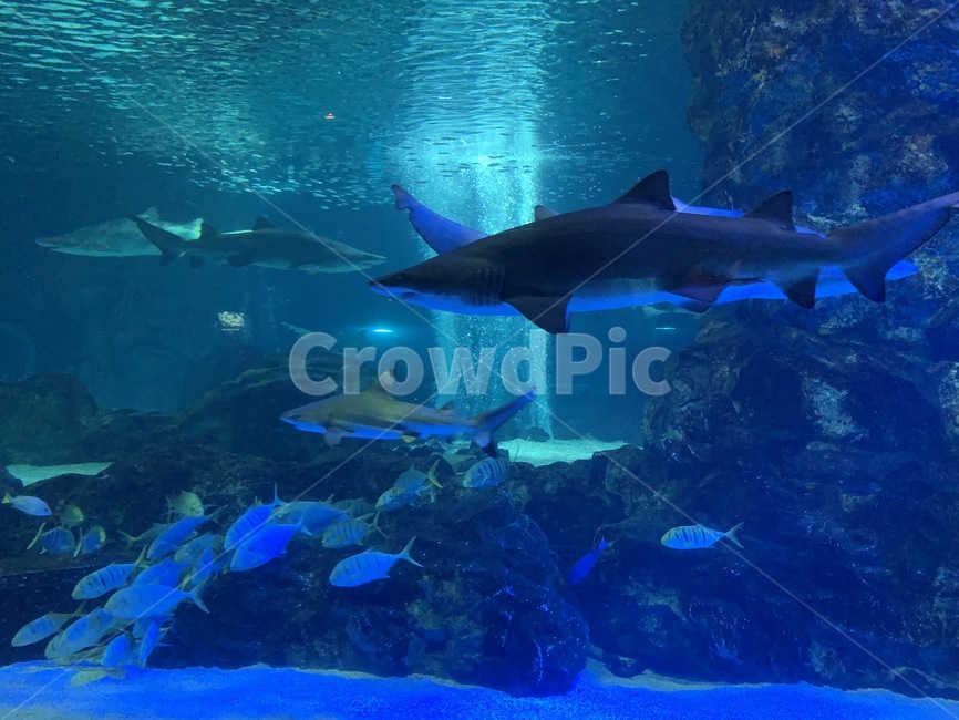상어,shark,연골어,해양동물,해양어류,물,water,아쿠아리움,수족관,aquarium