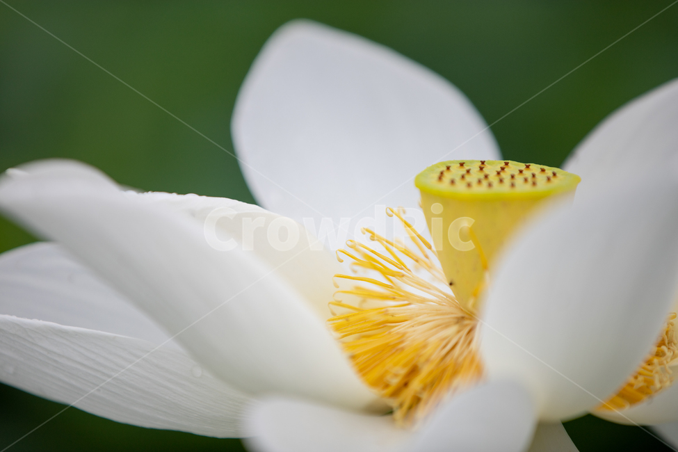 연꽃,여름,연잎,자연,꽃,flower