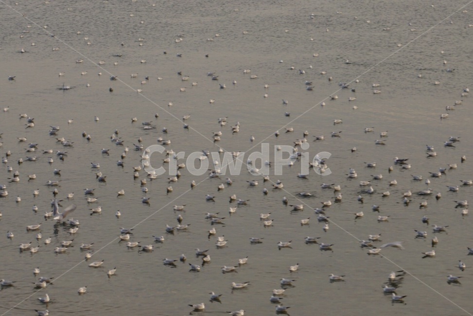 조류,비둘기,갈매기,동물,바다,생태계,animal,flock,대군,강,자연,nature,물결,바람,해변,바다,beach,sea