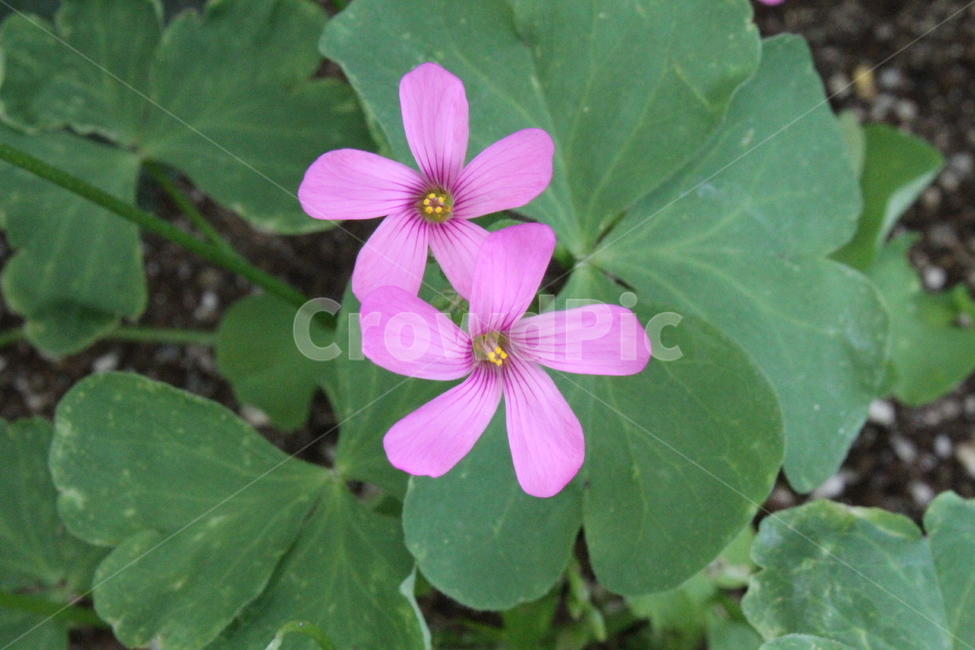 꽃,식물,정원,감성,덩이괭이밥,괭이밥,식물,자연,plants,nature,꽃,flower