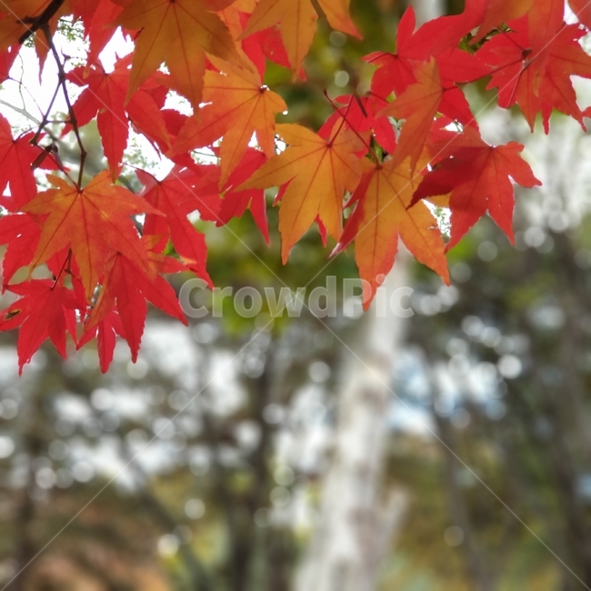 가을,계절,단풍,식물,나무,힐링,가을,계절,fall,autumn,season,leaf,잎,plant,tree