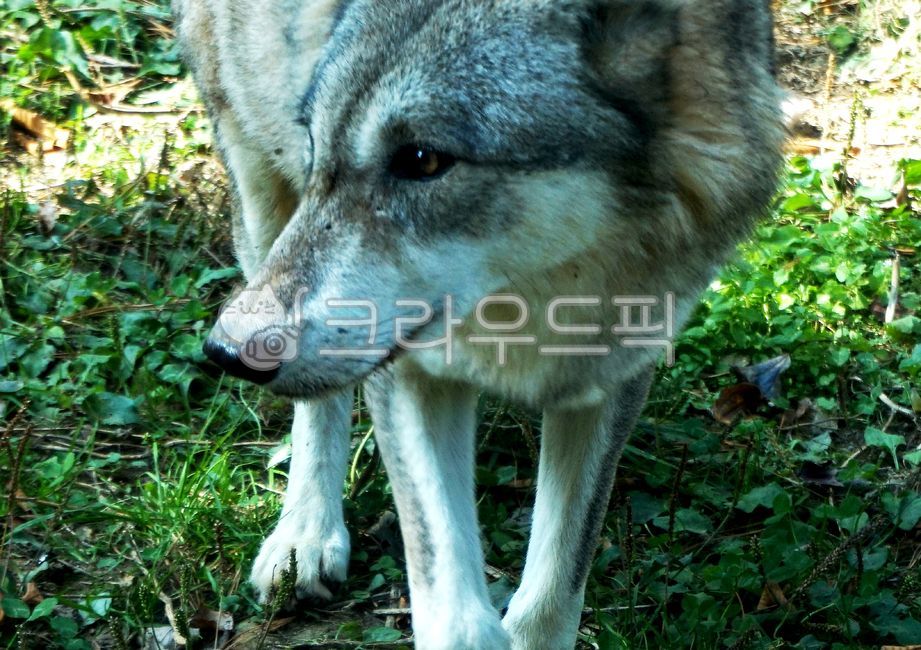 wolf,늑대,mammal,redwolf,동물,animal,dog,개,애완동물