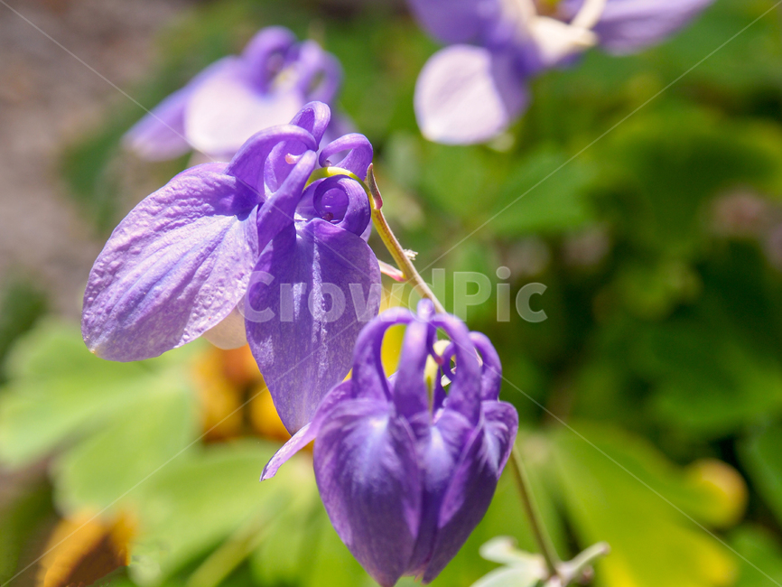 꽃,접사,순광,보라색,아웃포커싱,할미꽃,식물,자연,plants,nature,꽃,flower
