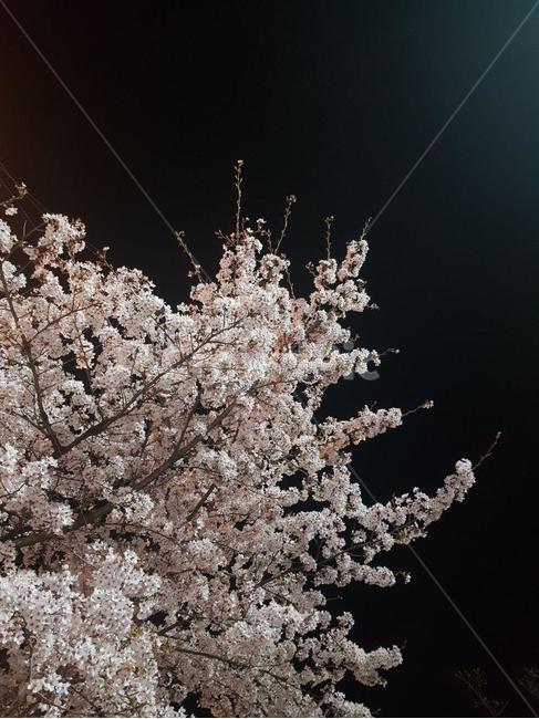 나무,plant,blossom,꽃,flower,식물,벚꽃,벚꽃나무,밤