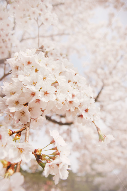 plant,식물,flower,blossom,꽃,cherryblossom,벚꽃,봄,계절,spring,season,cherry blossom