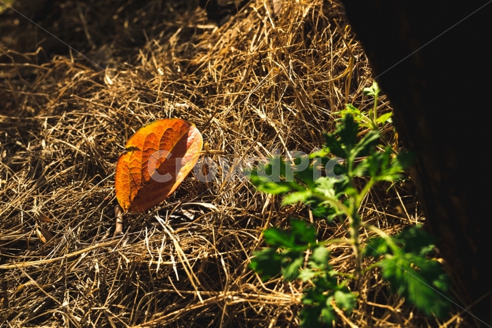 가을,낙엽,단풍잎,풍경사진,고독,가을,계절,fall,autumn,season,식물,자연,plants,nature,ground,바닥,veins,정맥